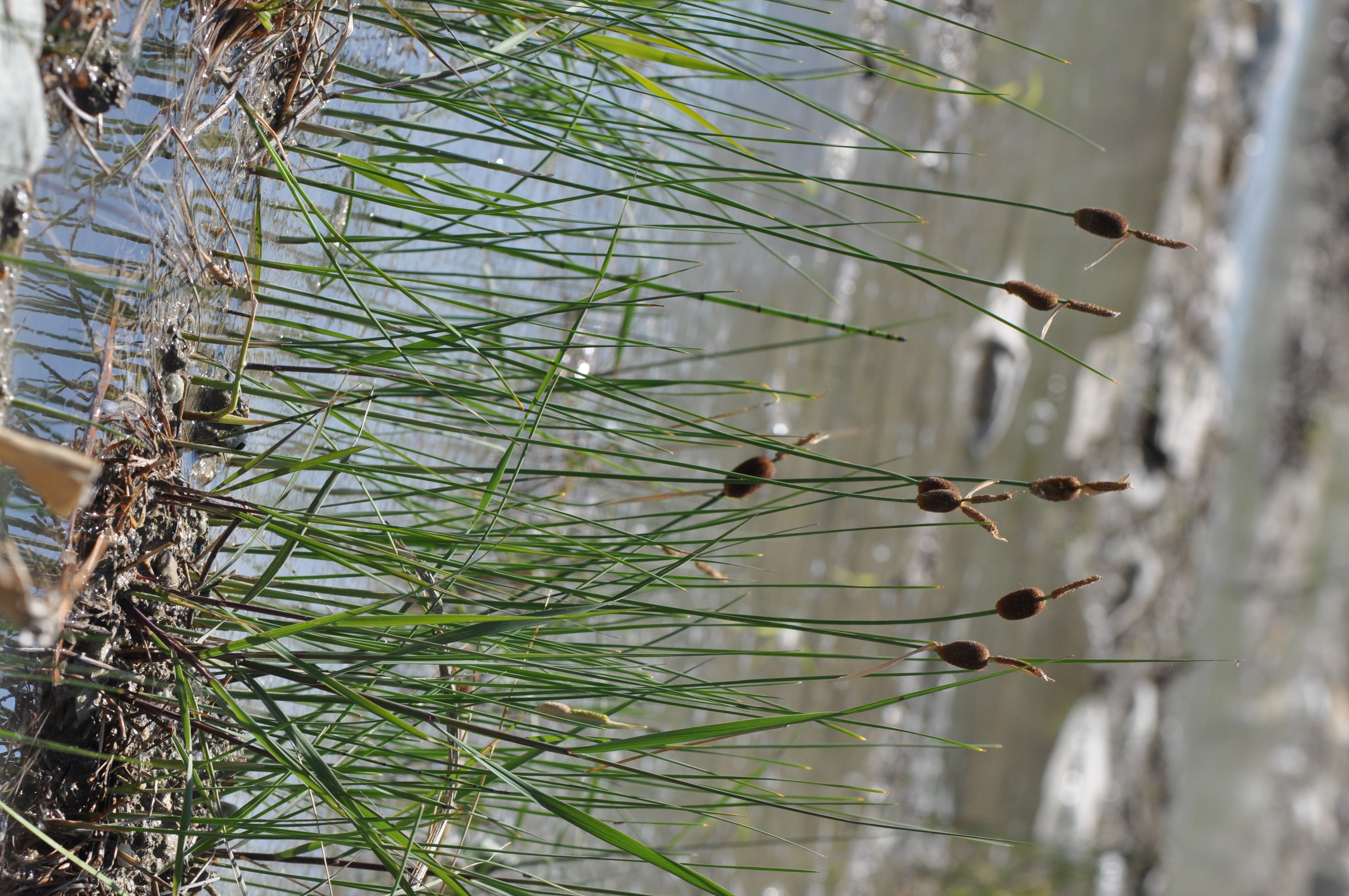 Typha minima Hoppe